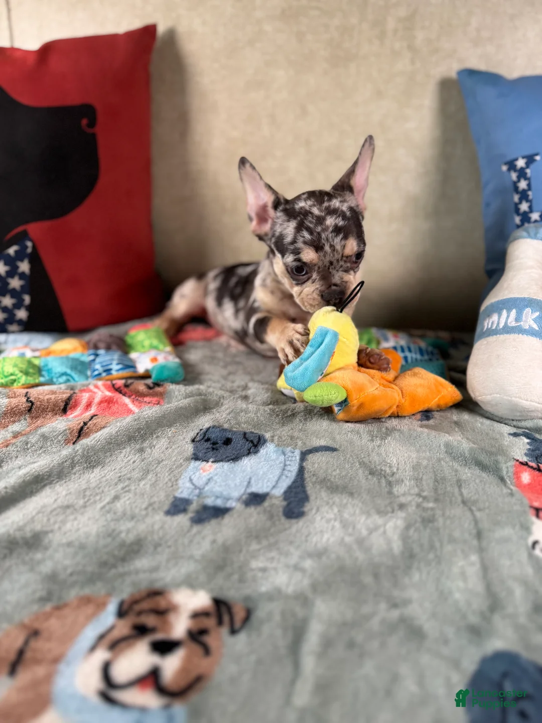 French Bulldog dogs for sale: French Bulldog Puppy 3 - Ad 1