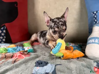 French Bulldog dogs French Bulldog Puppy 3 - Ad 17