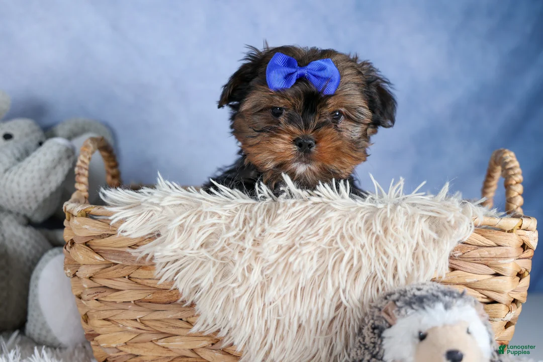 Shorkie dogs for sale: JACKSON - Ad 2