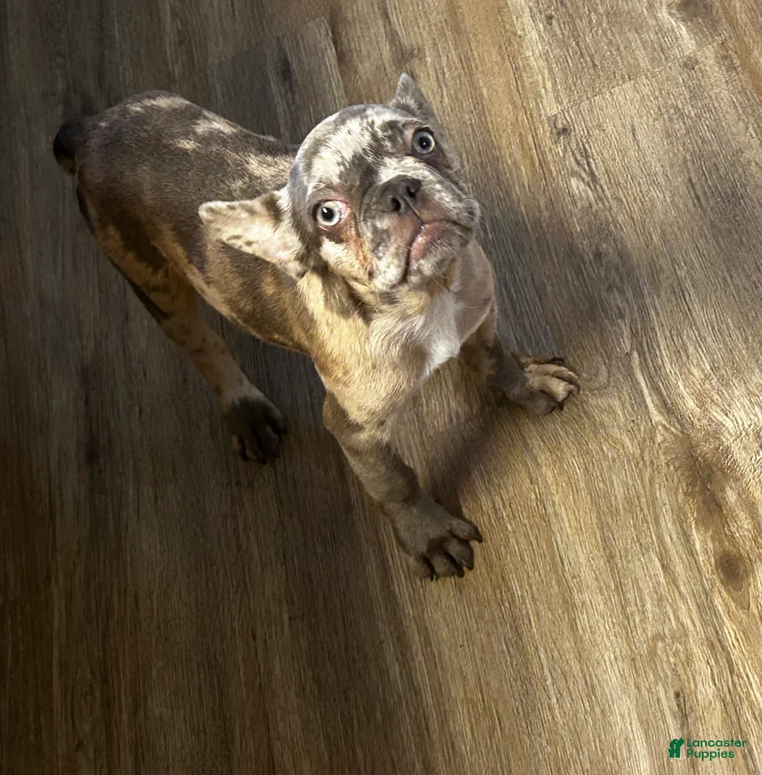 French Bulldog dogs for sale: Sky - Ad 1