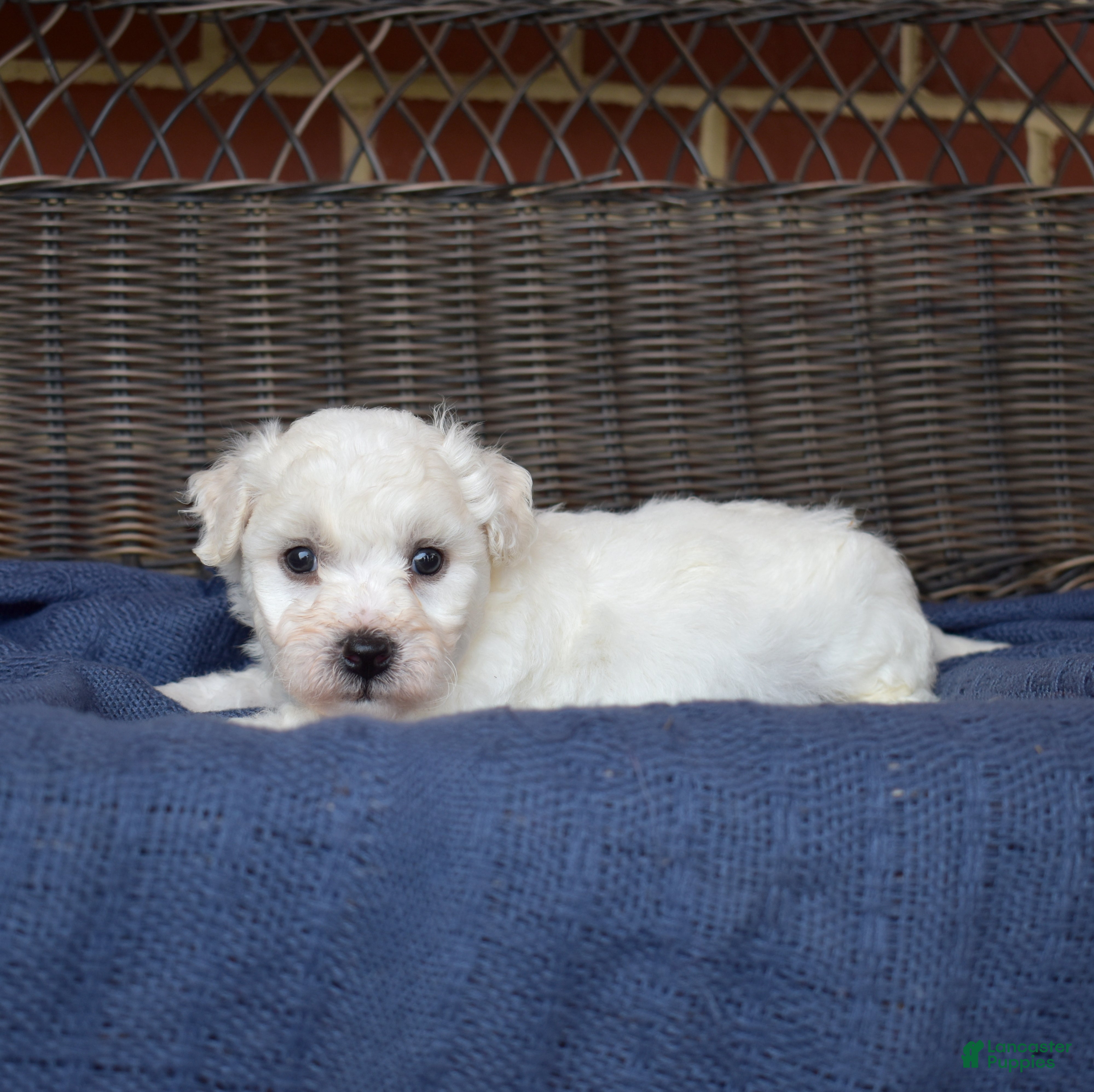 Bichon Frise dogs Glacier - Ad 2