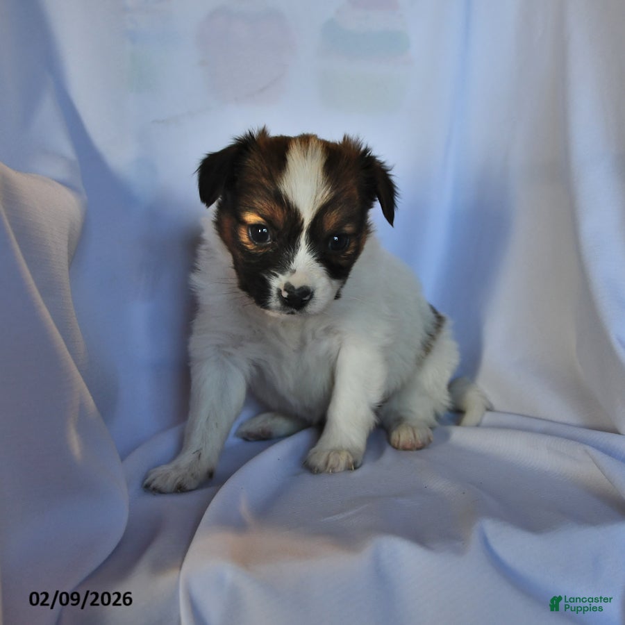 Papillon dogs Swallowtail - Ad 1