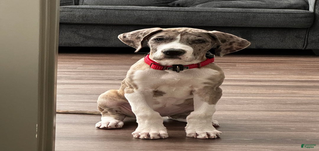 Gallery Image {{count}}