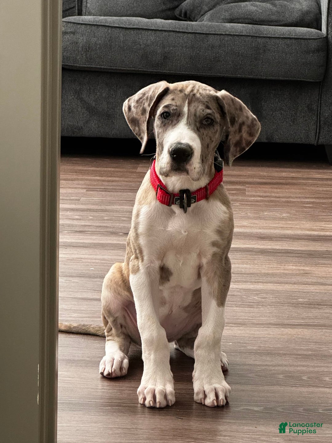 Gallery Image {{count}}