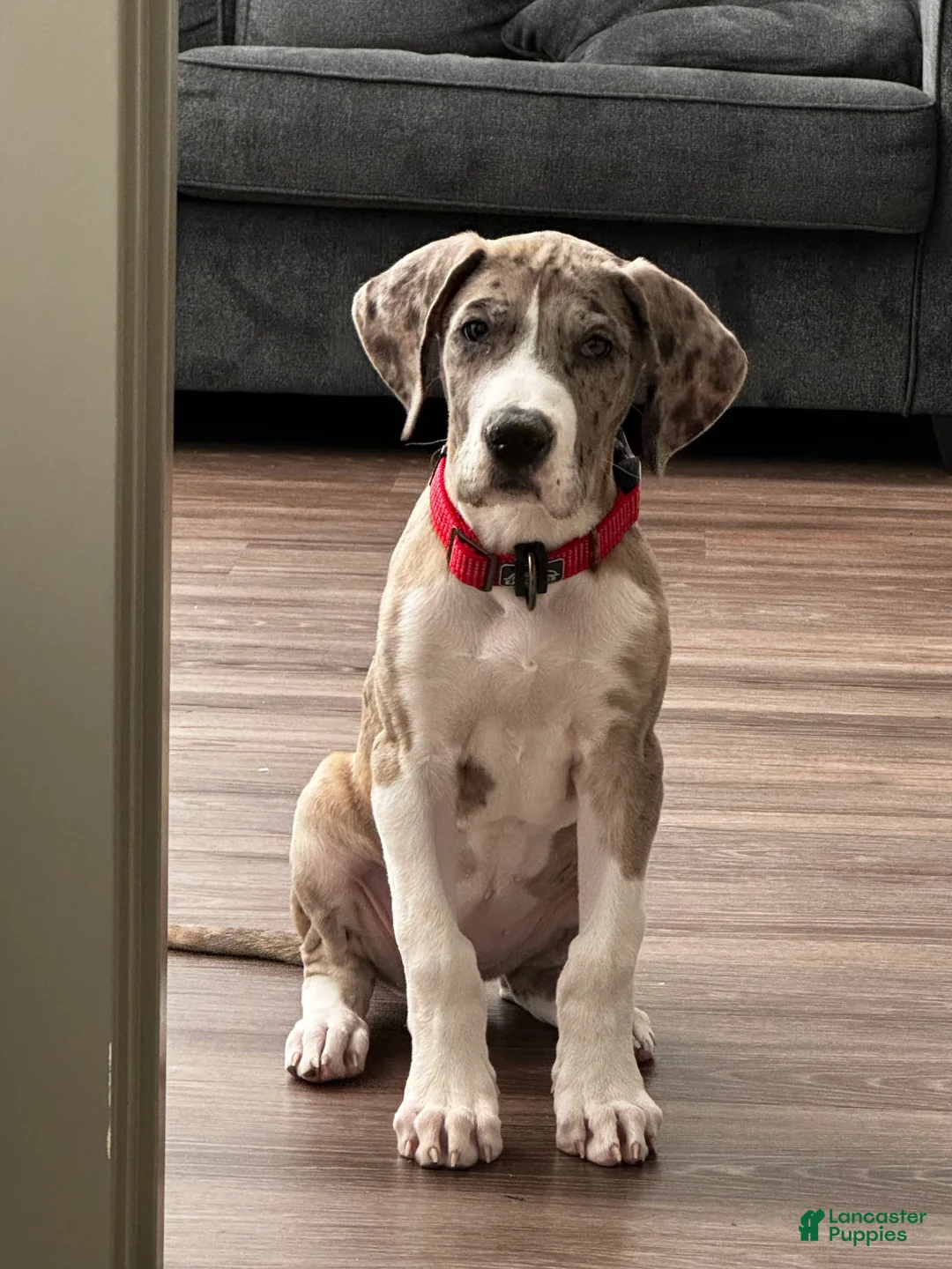 Gallery Image {{count}}