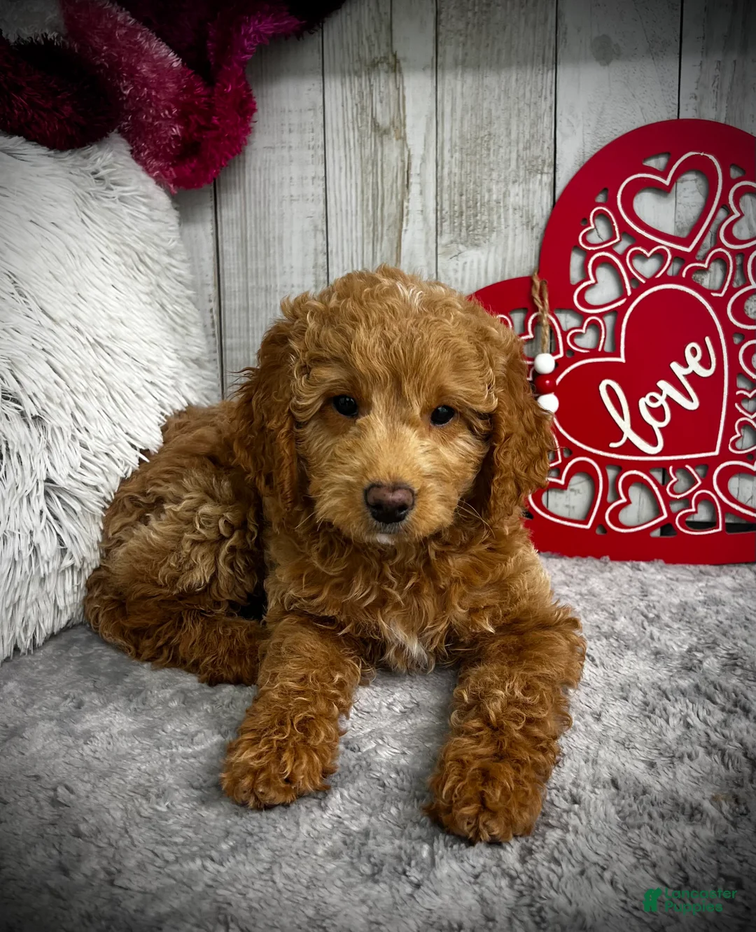 Mini Goldendoodle dogs for sale: Alpha (Miniature Boy) - Ad 2