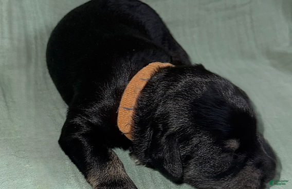 Miniature Schnauzer dogs Zeus - Ad 2