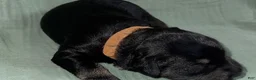 Miniature Schnauzer dogs for sale: Zeus - Ad 2
