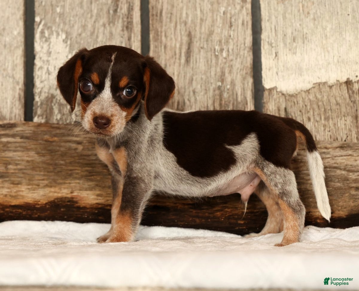 Beagle dogs Austin - Ad 1