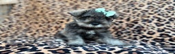 Miniature Schnauzer dogs for sale: Pickles - Ad 5
