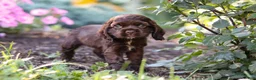 Cocker Spaniel dogs for sale: Harlow - Ad 5