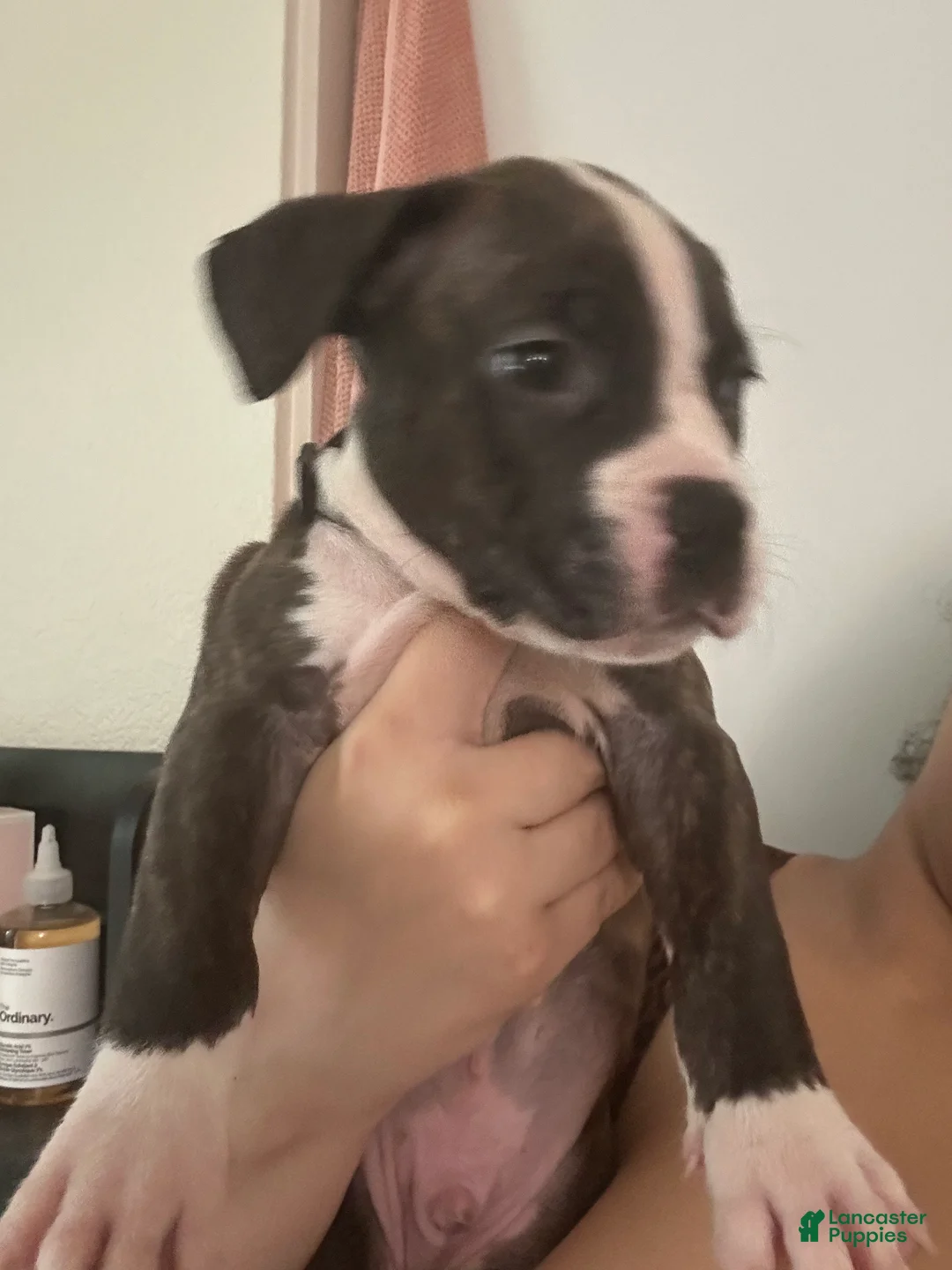 Mixed Breed dogs for sale: Mixed Breed Puppy 5 - Ad 2