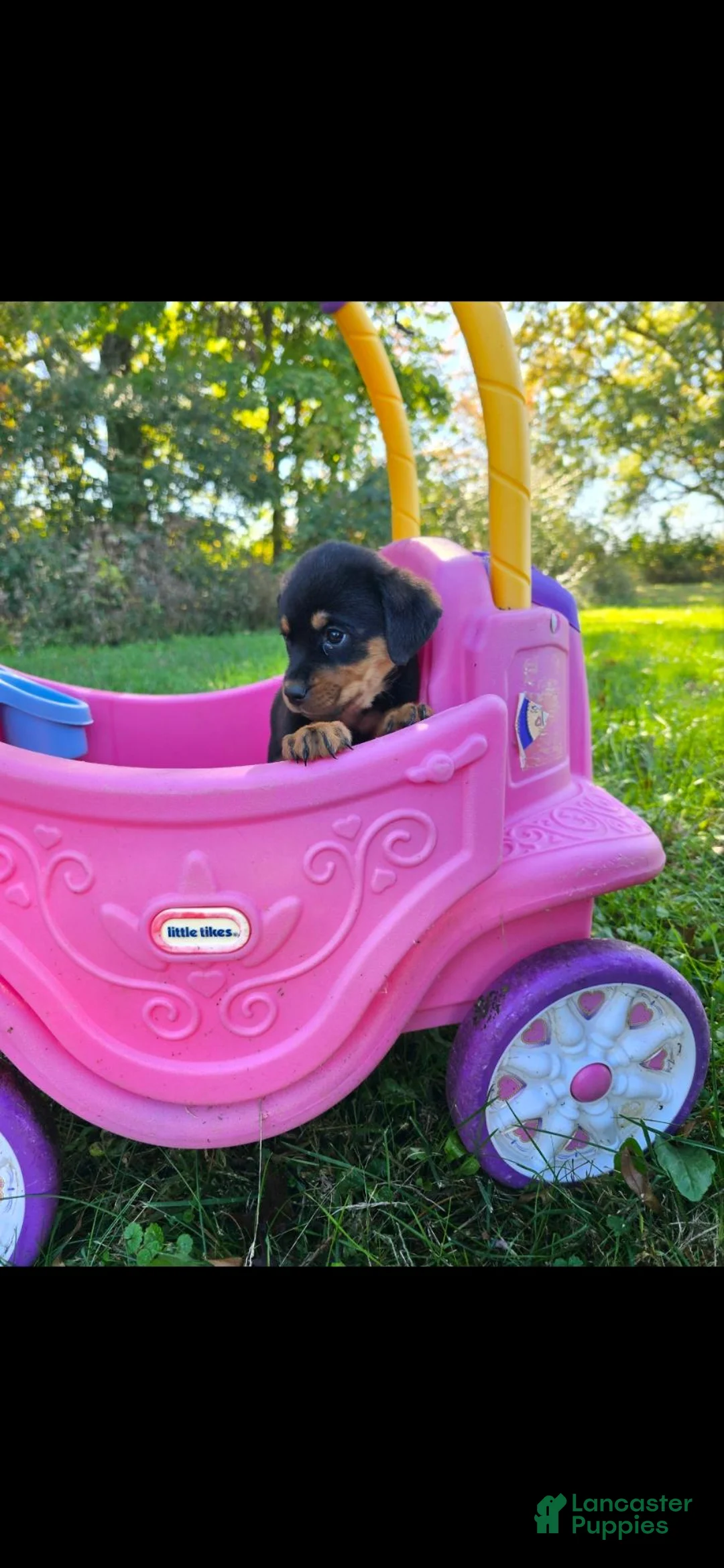 Rottweiler dogs for sale: Honk - Ad 2