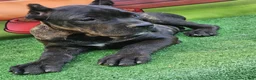 Cane Corso dogs for sale: ELLA - Ad 18