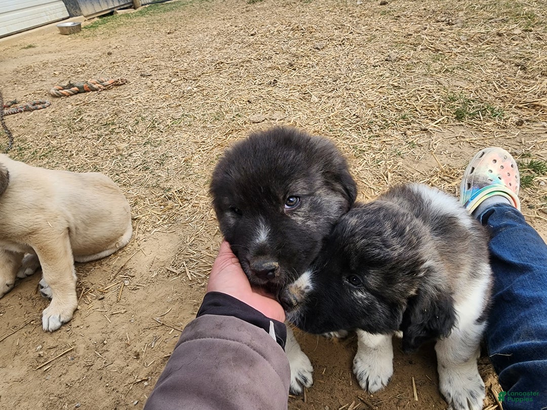 Anatolian Shepherd dogs for sale: Zena 2025 M1 - Ad 3
