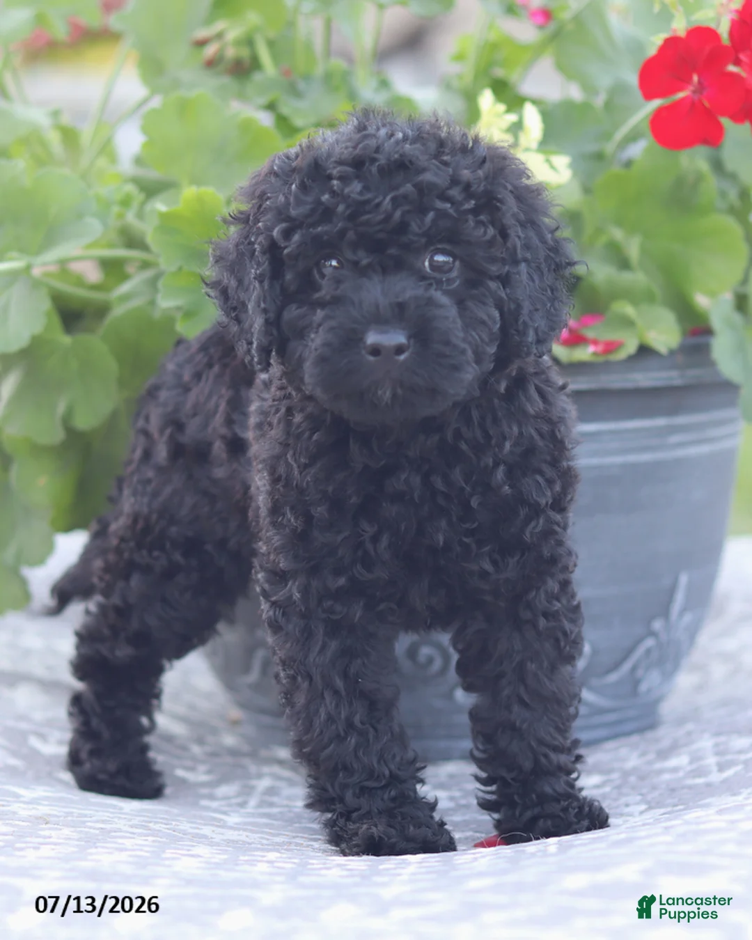 Miniature Poodle dogs for sale: Norm - Ad 1