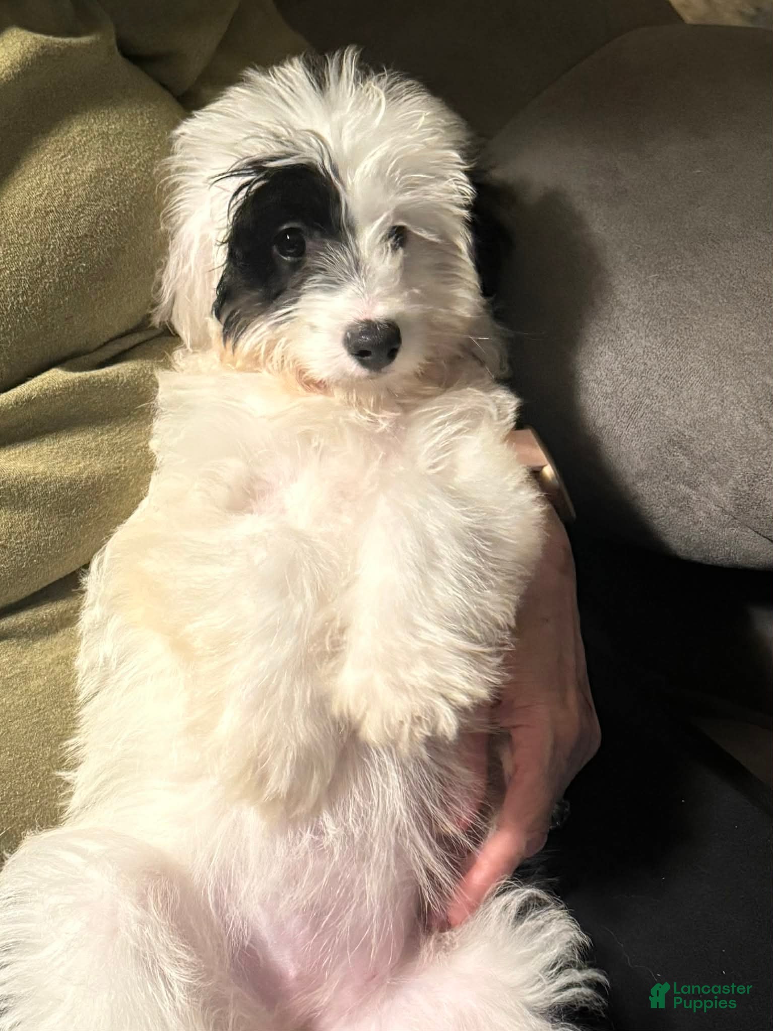 Mini Sheepadoodle dogs for sale: Mini Sheepadoodle Puppy 1 - Ad 2