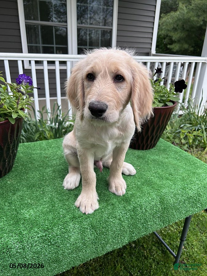 Labradoodle dogs for sale: Marty - Ad 3