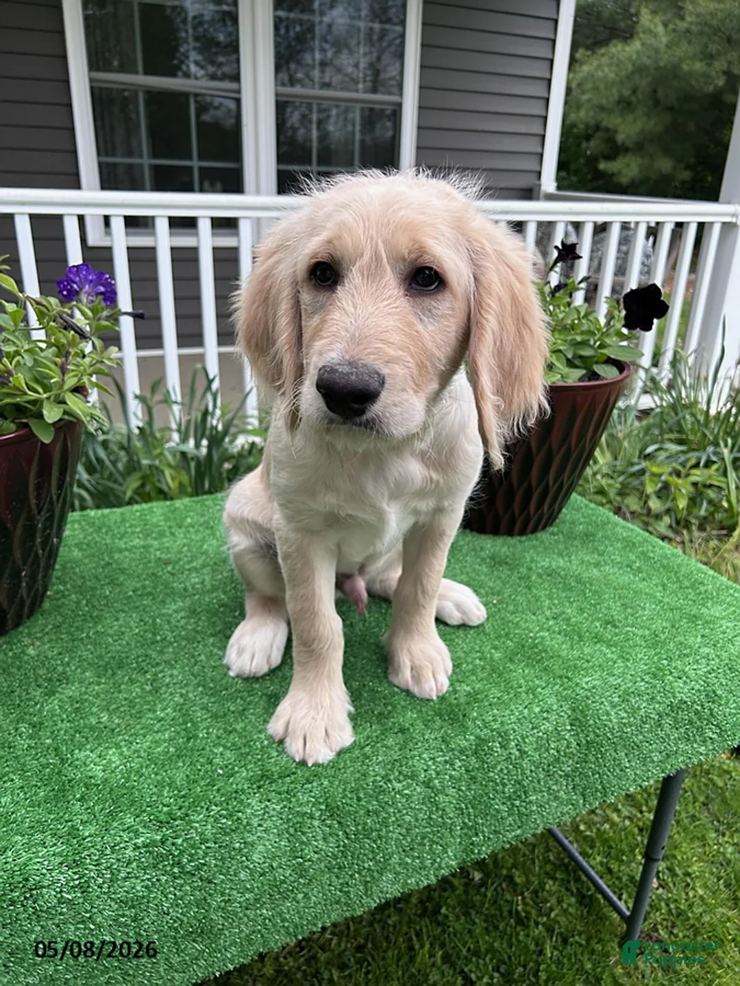 Labradoodle dogs for sale: Marty - Ad 1