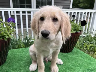 Labradoodle dogs for sale: Marty - Ad 3