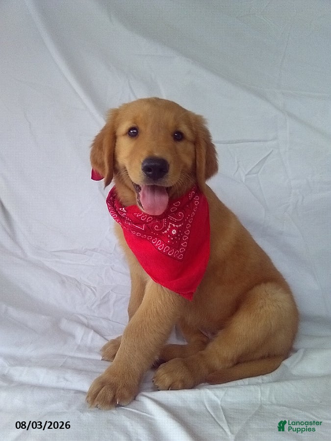 Golden Retriever dogs Sammy - Ad 13