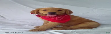 Sammy