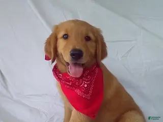 Golden Retriever dogs Sammy - Ad 13