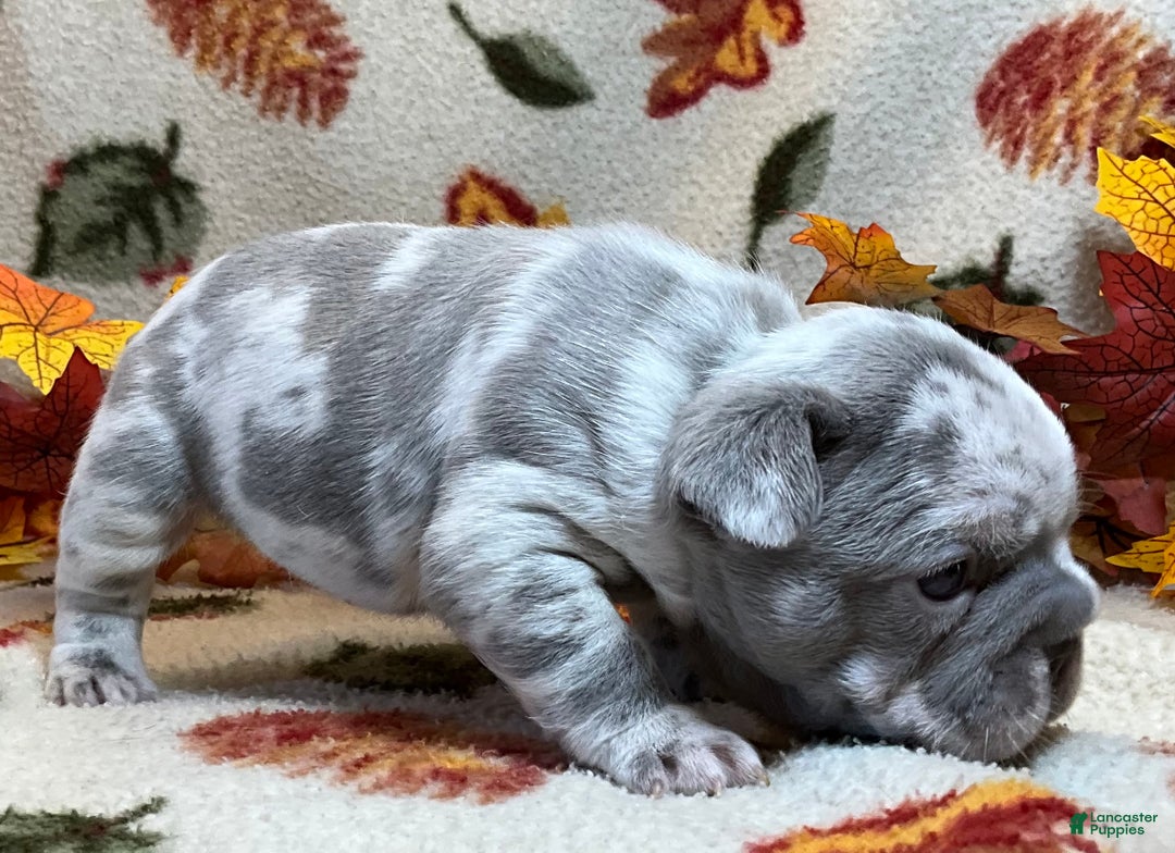 French Bulldog dogs for sale: Garmin - Ad 23