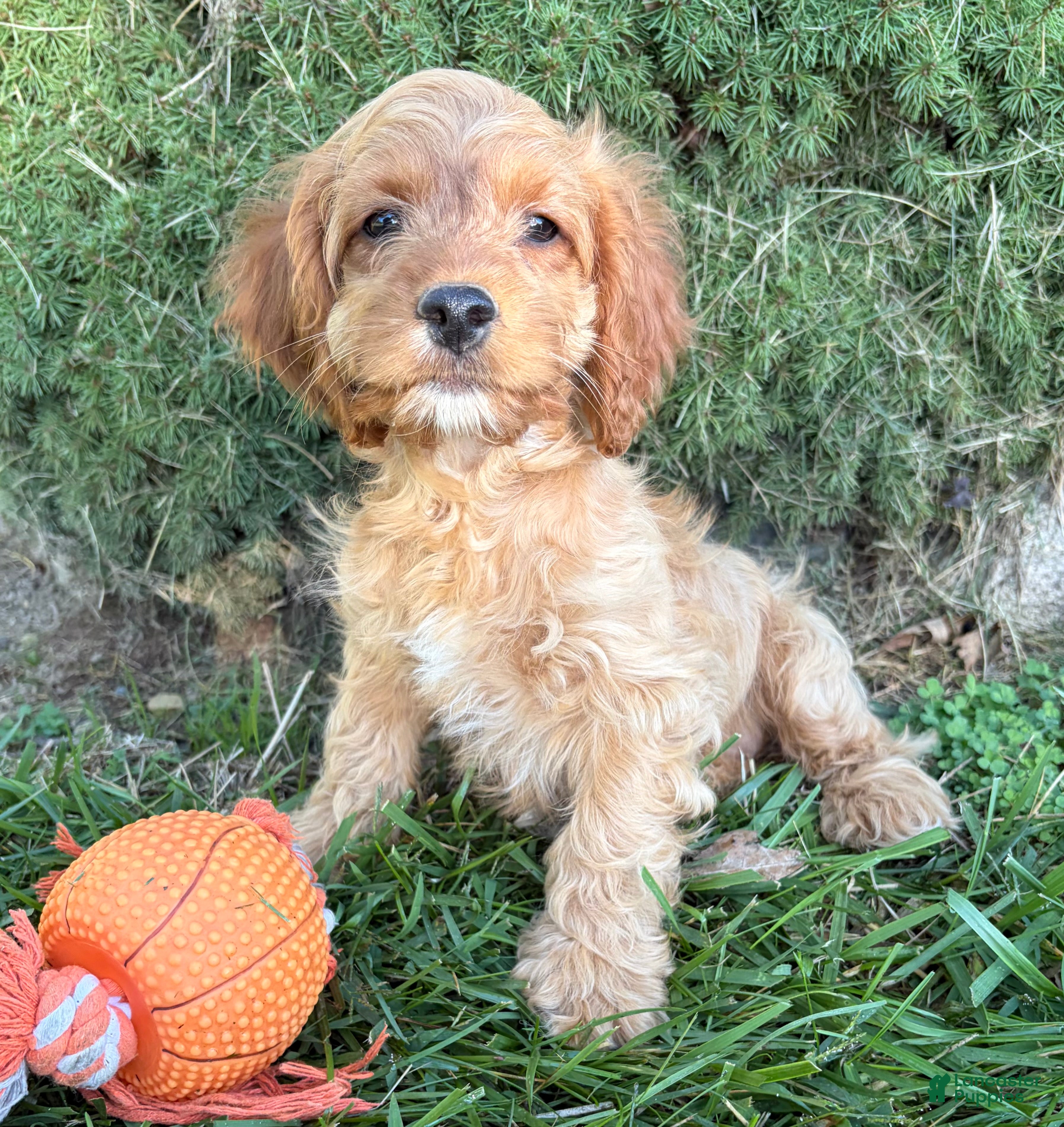Cockapoo dogs Becca - Ad 2