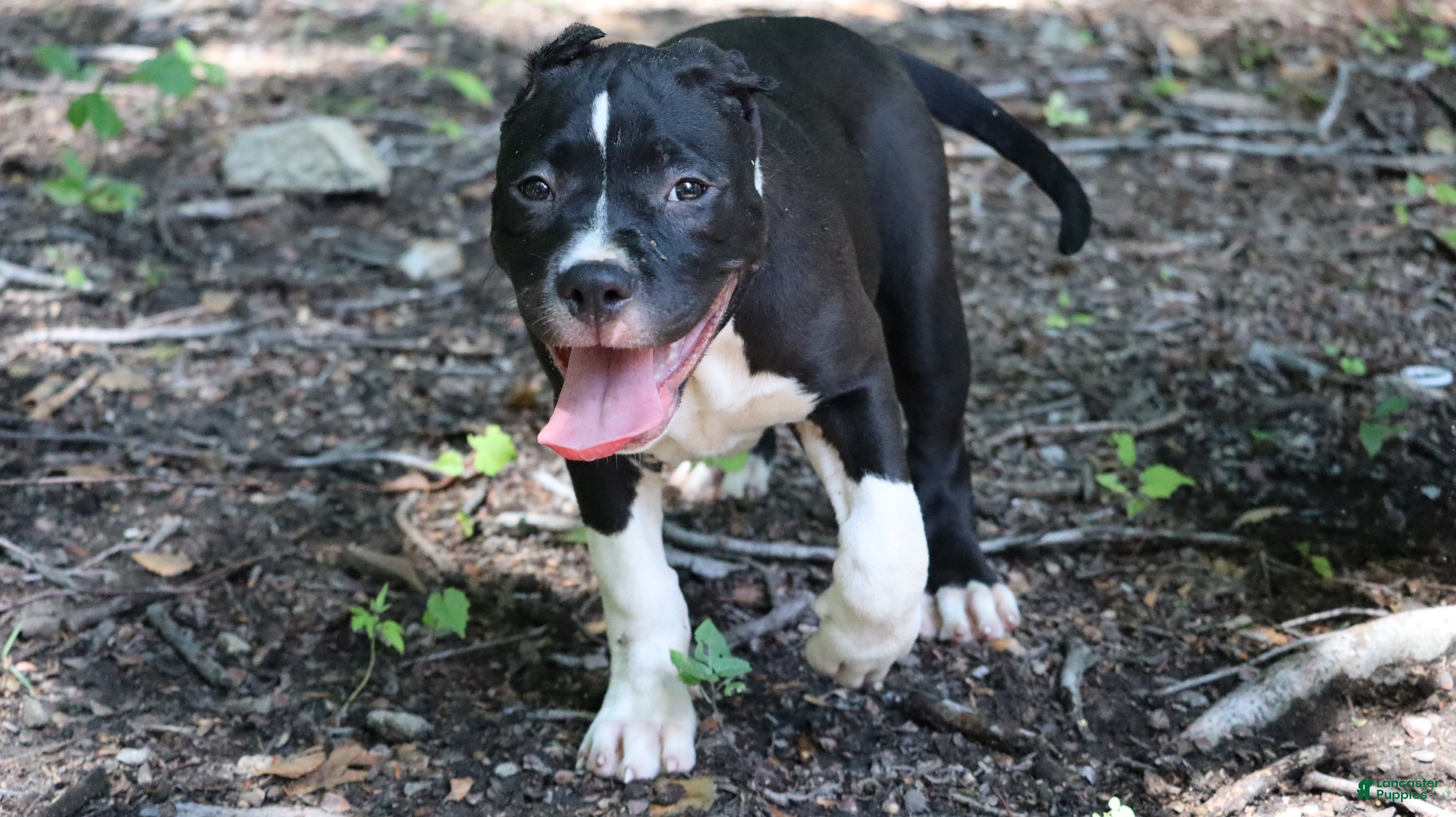 American Bully dogs for sale: Jet - Ad 2