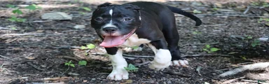Jet