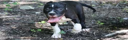 American Bully dogs for sale: Jet - Ad 1