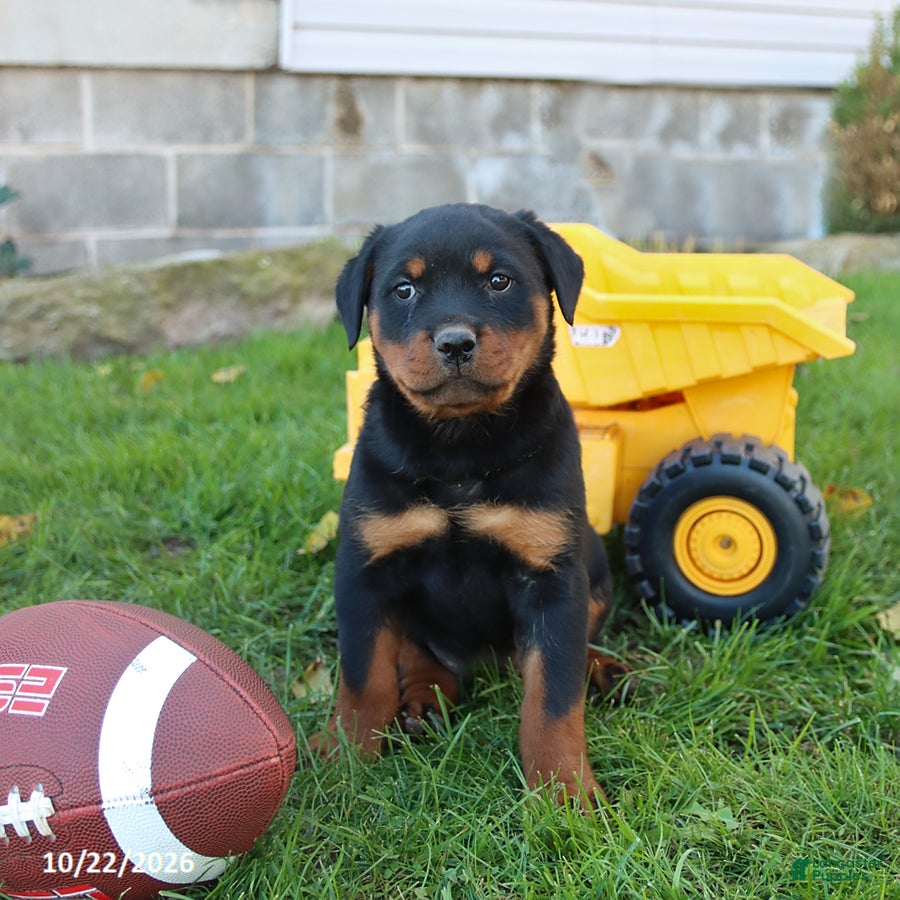 Rottweiler dogs for sale: Eagle - Ad 1