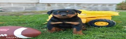 Rottweiler dogs for sale: Eagle - Ad 1