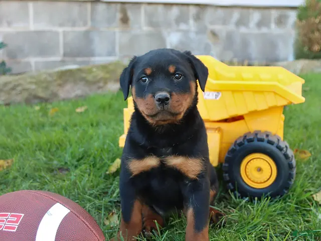 Rottweiler dogs for sale: Eagle - Ad 1