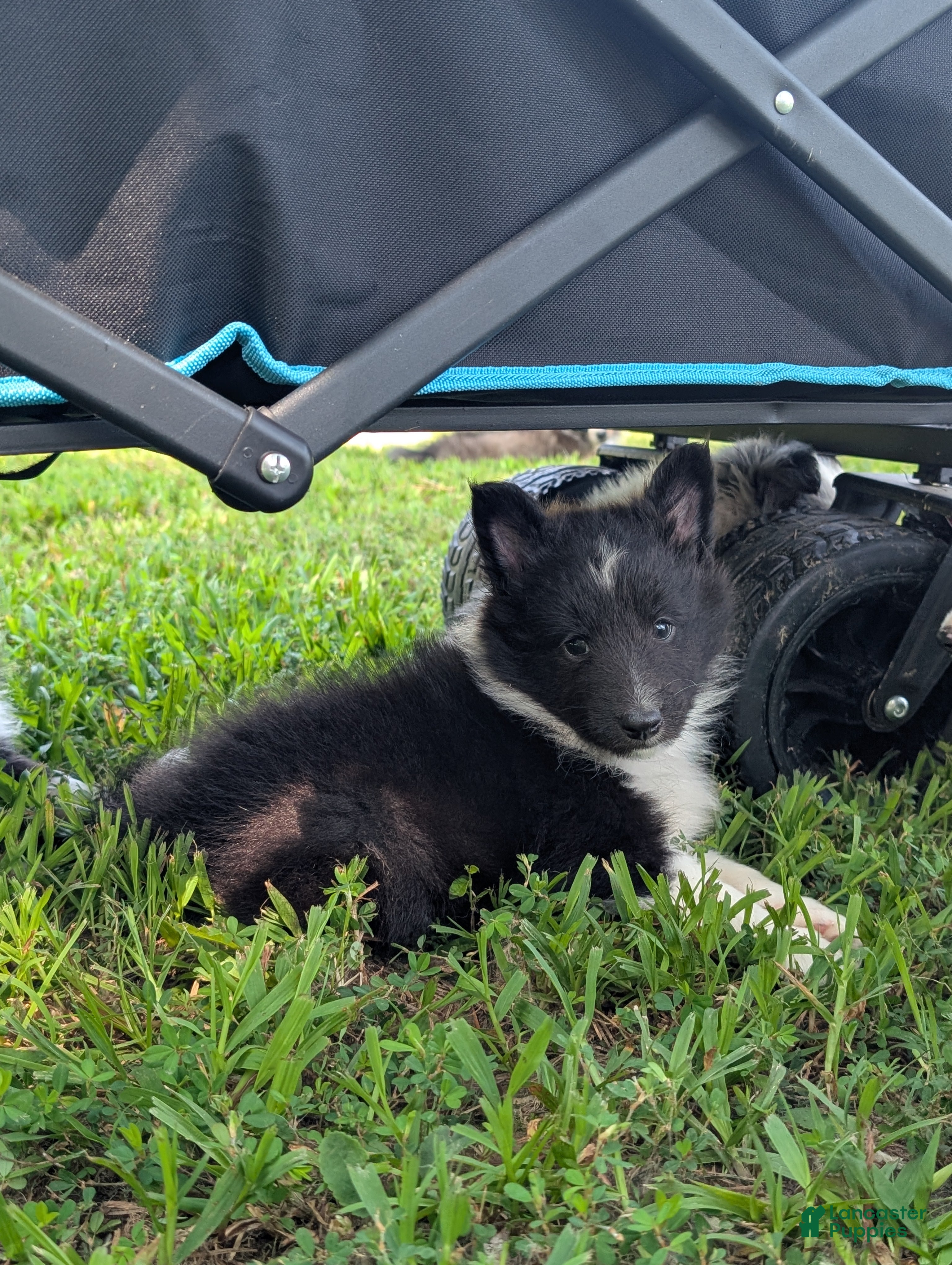 Shetland Sheepdog dogs Tito - Ad 11