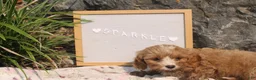 Cavapoo dogs for sale: Sparkle - Ad 4