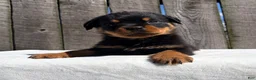 Rottweiler dogs for sale: Deisel  - Ad 3