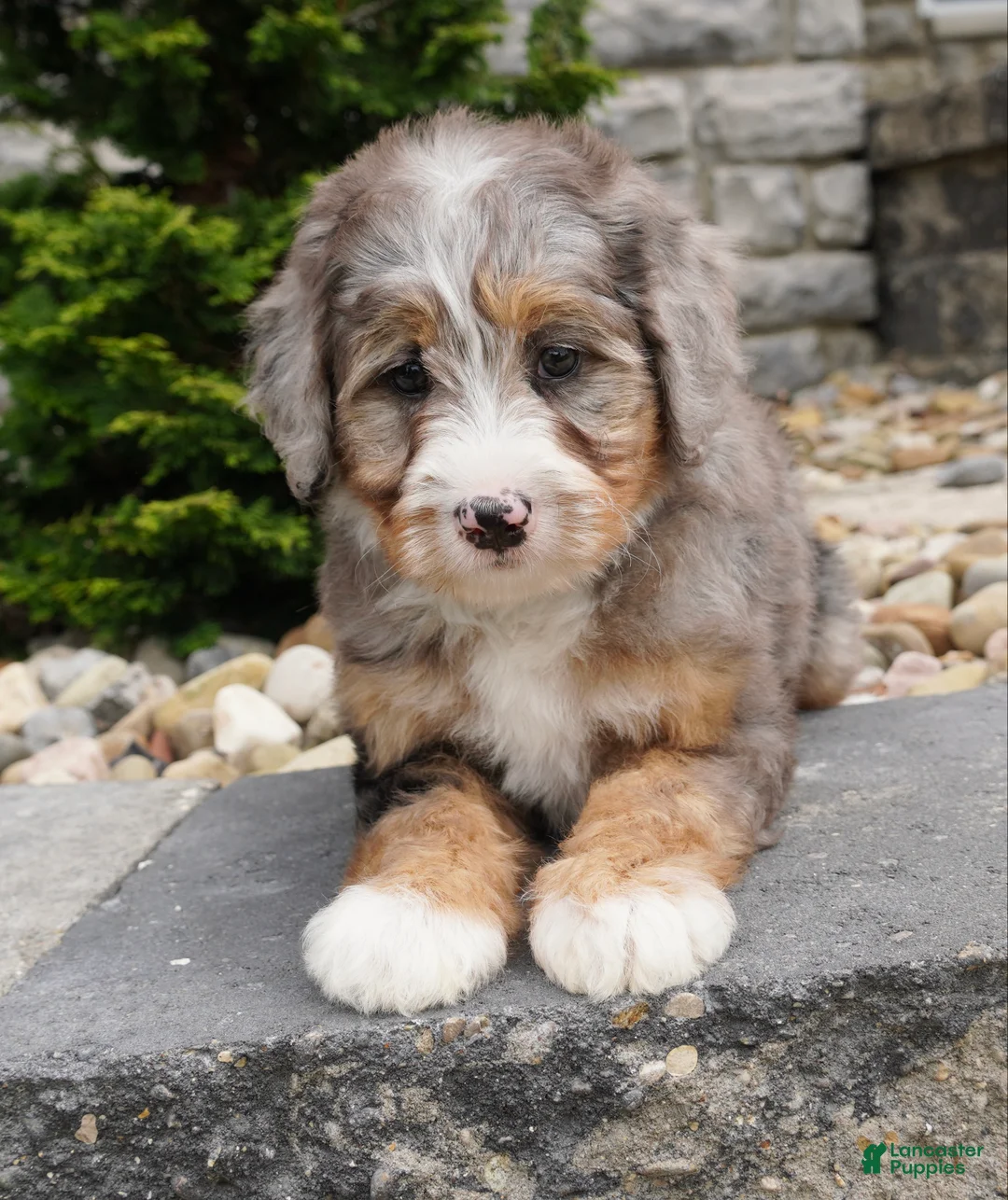 Mini Bernedoodle dogs for sale: Hazel  - Ad 2