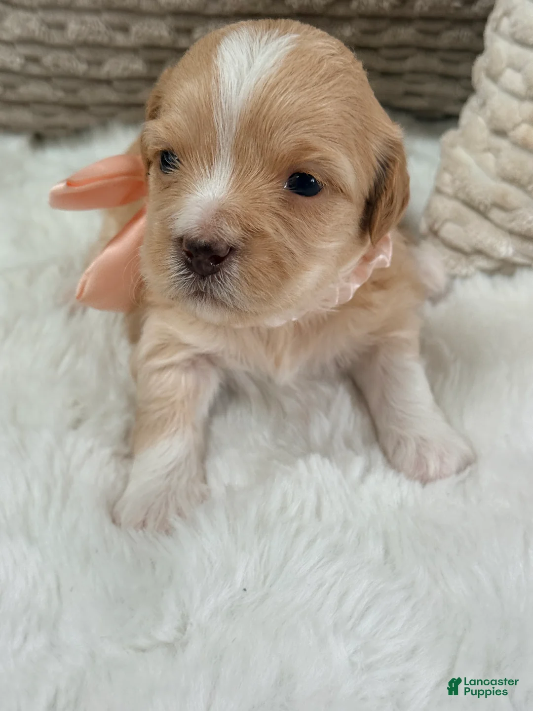 Mixed Breed dogs for sale: Bella  - Ad 2