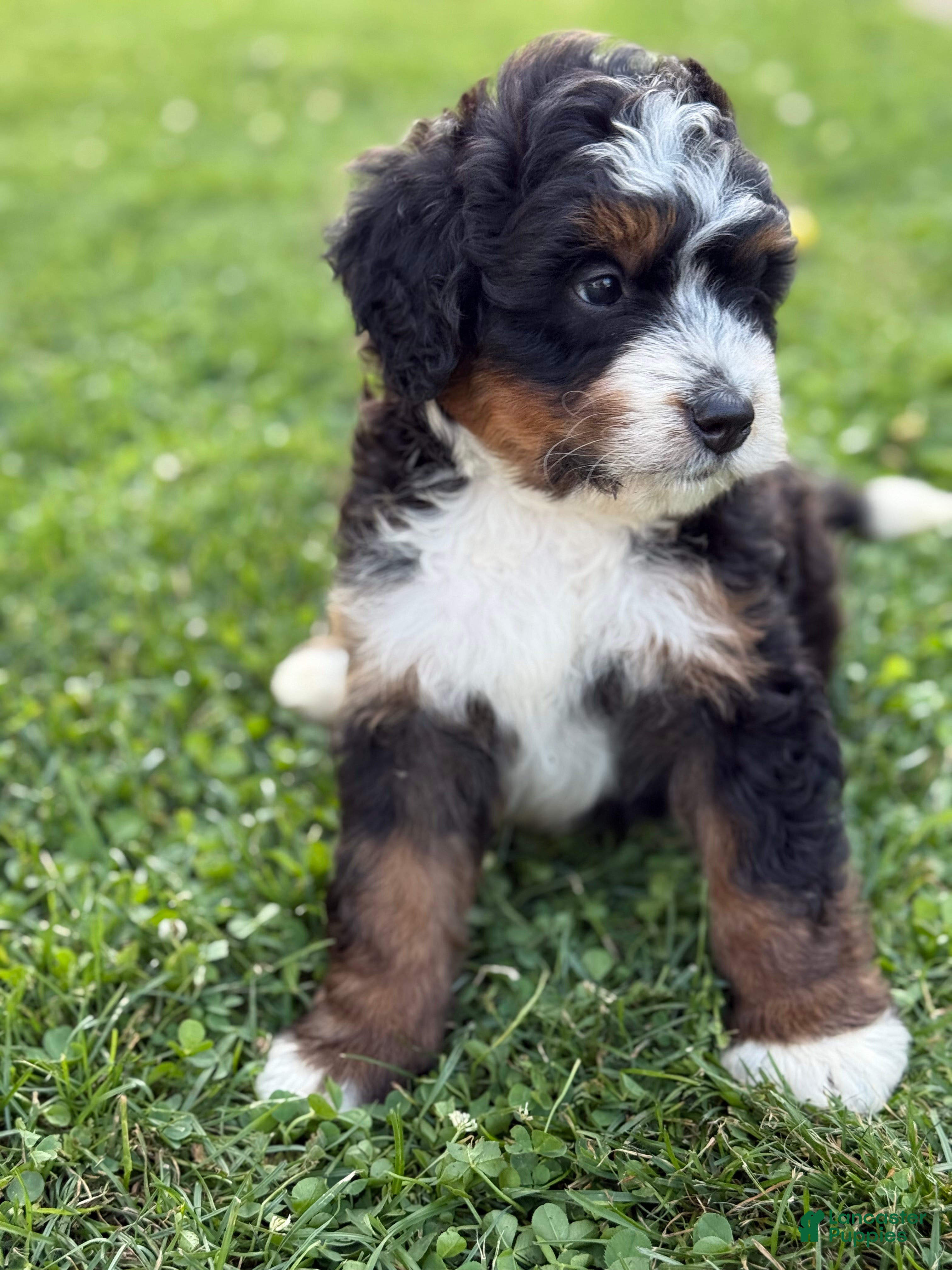 Mini Bernedoodle dogs Kodiak - Ad 1