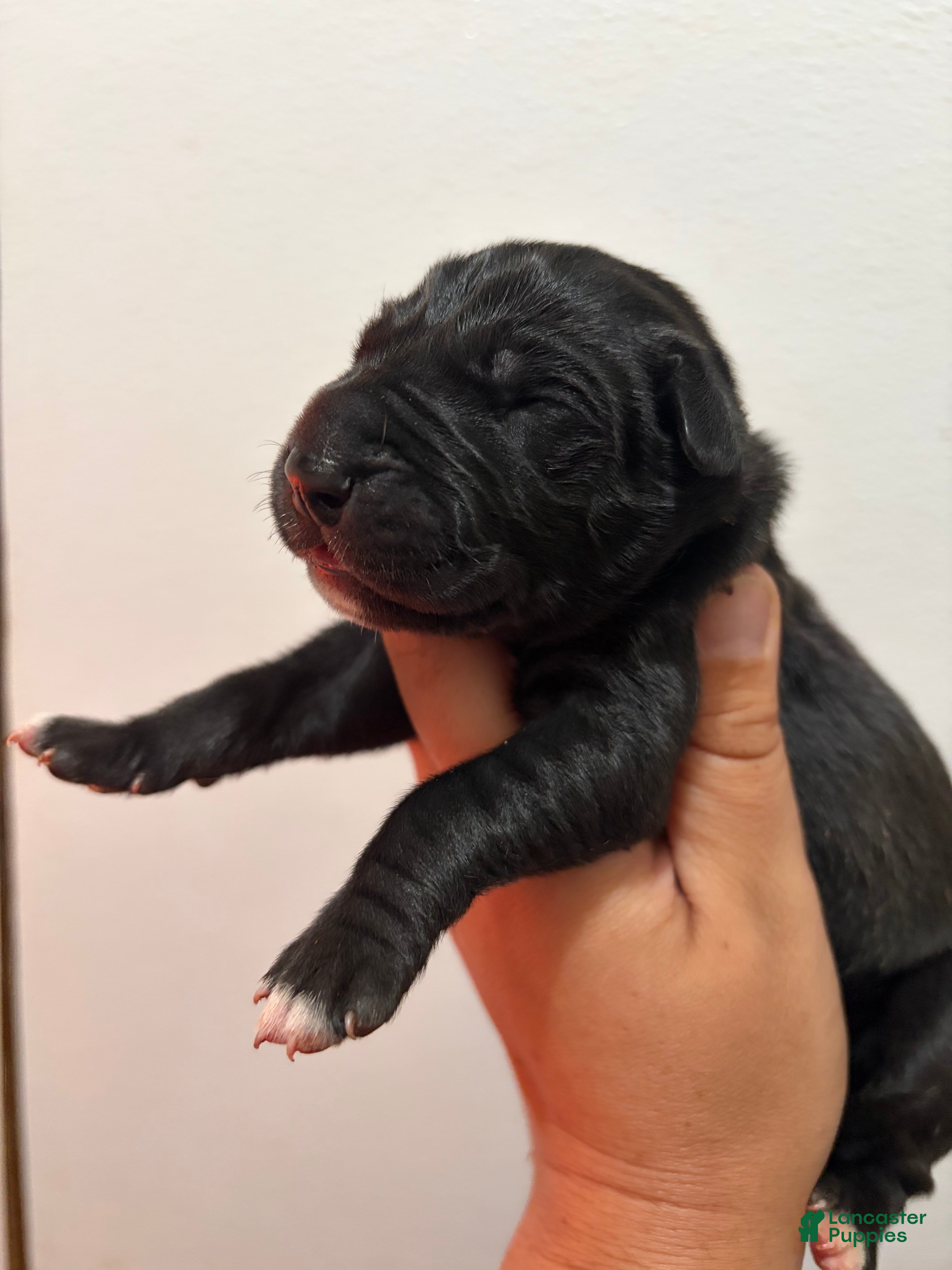 Great Dane dogs Cassidy  - Ad 1