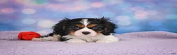 Cavalier King Charles Spaniel dogs for sale: Abel - Ad 8