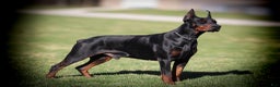 Doberman Pinscher dogs for sale: Bishop (Euro) - Ad 5