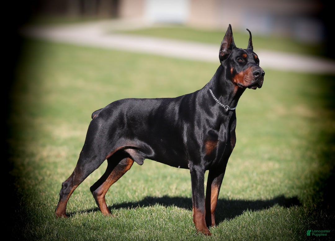 Doberman Pinscher dogs for sale: Bishop (Euro) - Ad 5