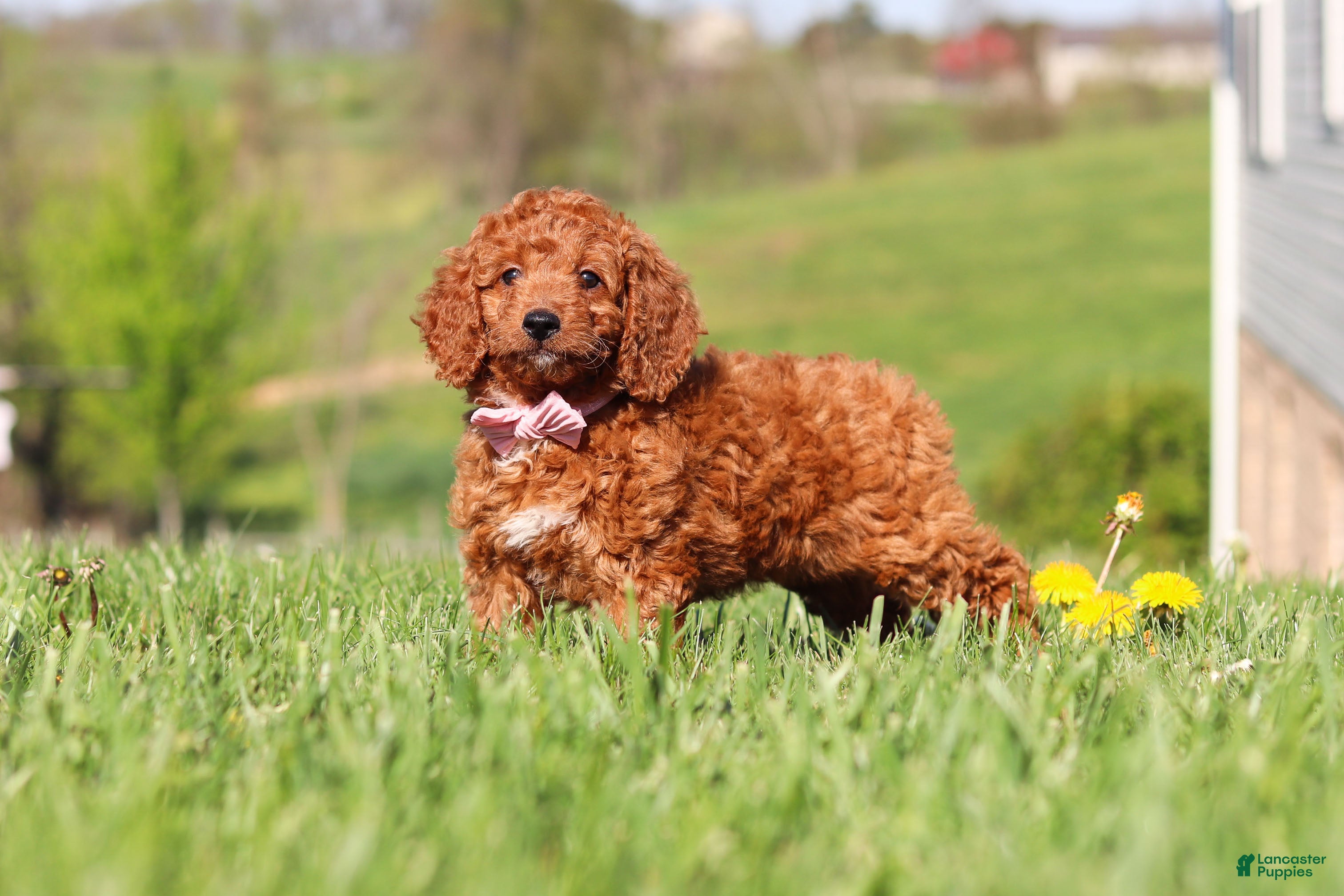 Miniature Labradoodle dogs Tonya - Ad 1