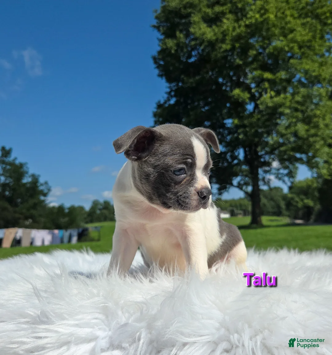Boston Terrier dogs for sale: Talu - Ad 2