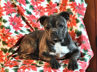 Frenchton dogs Twinkleberry - Ad 40