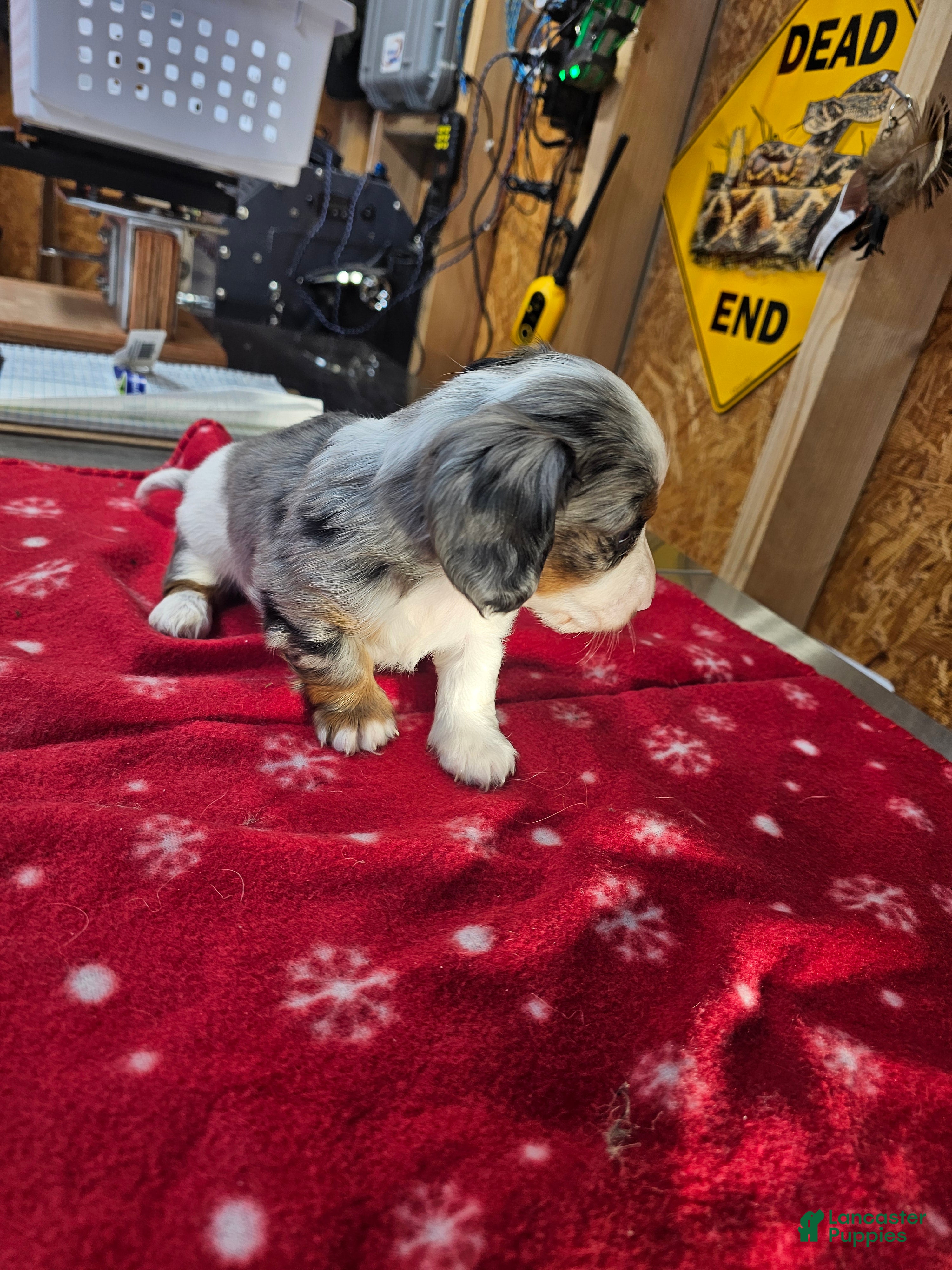 Miniature Dachshund dogs Miniature Dachshund Loki - Ad 10