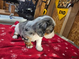 Miniature Dachshund dogs Miniature Dachshund Loki - Ad 10